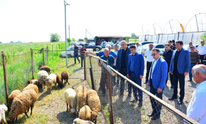 Ağstafa RİH başçısı Seymur Orucov Qurban Bayramı günlərində rayonda heyvanların satışı və kəsimi məntəqəsində, eləcə də Mərkəzi bazarda mövcud şəraitlə tanış olub