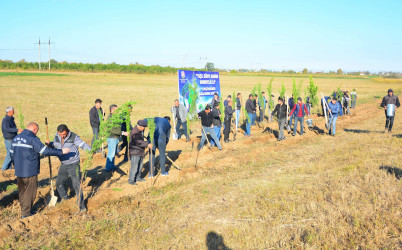 Ağstafada “Yaşıl dünya naminə həmrəylik ili” çərçivəsində genişmiqyaslı ağacəkmə aksiyaları davam edir