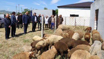 Qurban bayramı günlərində Ağstafada sakinlərə qurbanlıq heyvanların satışı və kəsimi xidmətləri müvafiq norma və qaydalara uyğun təşkil olunur