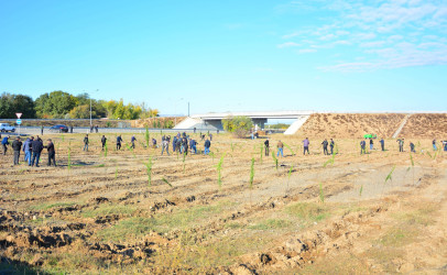 Ağstafada “Yaşıl dünya naminə həmrəylik ili” çərçivəsində genişmiqyaslı ağacəkmə aksiyaları davam edir