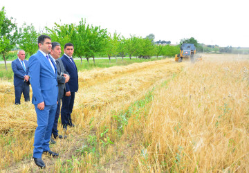 Ağstafada taxıl biçini davam edir