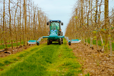 Meyvə bağlarının aqrar sığorta mövsümü başlayır