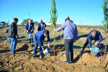 Qarayazı Dövlət Təbiət və “Keşikçidağ” Dövlət tarix-mədəniyyət Qoruqlarının əmək kollektivlərinin üzvləri də ağacəkmə aksiyasına töhfələrini veriblər