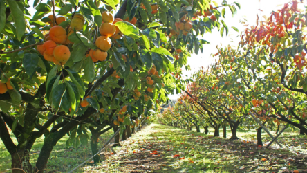 Meyvə bağlarının aqrar sığorta mövsümü başlayır