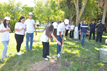 Şəhidlərimizin xatirəsinə ehtiram əlaməti olaraq Ağstafada ağacəkmə aksiyası keçirilib