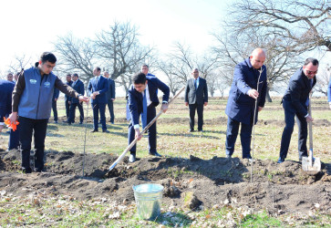 Ağstafada Ulu Öndər Heydər Əliyevin 100 illik yubileyi ilə əlaqədar ağacəkmə aksiyası təşkil olunub