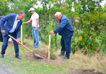 Ağstafada Anım Günü ilə əlaqədar şəhidlərimizin əziz xatirəsinə həsr olunmuş ağacəkmə aksiyası təşkil olunub