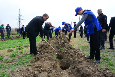 “Heydər Əliyev İli” çərçivəsində Ağstafada növbəti ağacəkmə aksiyası keçirilib