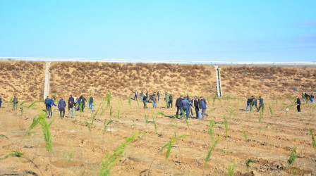 Ağstafada “Yaşıl dünya naminə həmrəylik ili” çərçivəsində genişmiqyaslı ağacəkmə aksiyaları davam edir