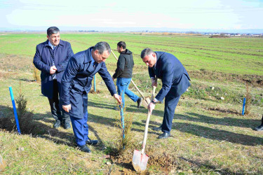 Ağstafada “Şəhərsalma və Memarlıq İli”nə həsr olunmuş genişmiqyaslı ağacəkmə aksiyası keçirilib