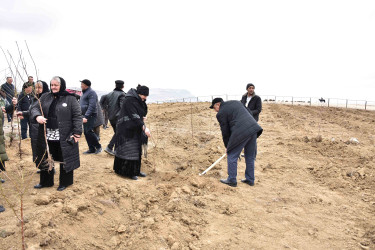 Ağstafada “Şəhərsalma və Memarlıq İli” çərçivəsində növbəti ağacəkmə aksiyası “Keşikçidağ” Dövlət tarix-mədəniyyət qoruğunun ərazisində təşkil olunub