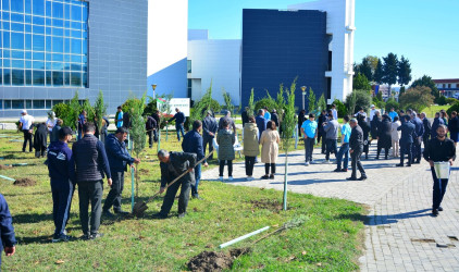 Ağstafalı şəhid valideynləri də “Yaşıl dünya naminə həmrəylik ili” çərçivəsində keçirilən ağacəkmə aksiyalarına öz töhfələrini veriblər