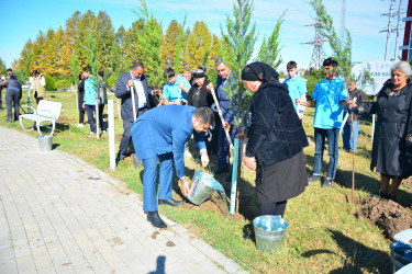 Ağstafalı şəhid valideynləri də “Yaşıl dünya naminə həmrəylik ili” çərçivəsində keçirilən ağacəkmə aksiyalarına öz töhfələrini veriblər