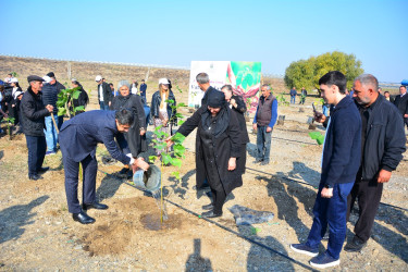 Ağstafada 8 Noyabr – Zəfər Gününün beşinci ildönümünə həsr olunmuş “Vətən nəfəsi” adlı ağacəkmə aksiyaları təşkil olunub