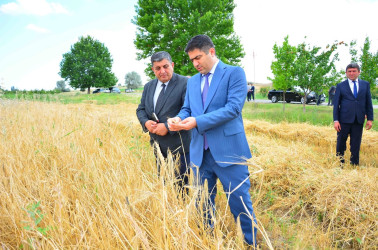 Ağstafada taxıl biçini davam edir