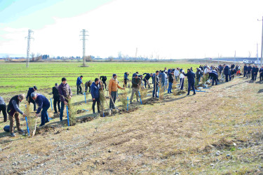 Ağstafada “Şəhərsalma və Memarlıq İli”nə həsr olunmuş genişmiqyaslı ağacəkmə aksiyası keçirilib