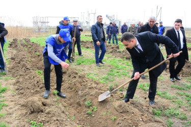 “Heydər Əliyev İli” çərçivəsində Ağstafada növbəti ağacəkmə aksiyası keçirilib