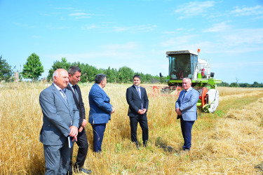 Ağstafada taxıl biçini işləri davam edir
