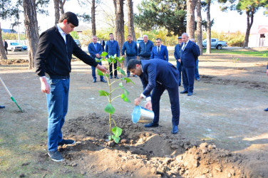 Ağstafada 8 Noyabr – Zəfər Gününün beşinci ildönümünə həsr olunmuş “Vətən nəfəsi” adlı ağacəkmə aksiyaları təşkil olunub