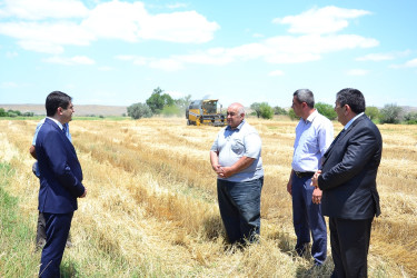 Ağstafada taxıl biçini işləri sürətlə davam edir