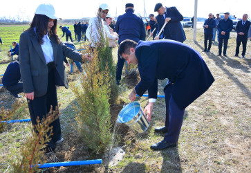 Ağstafada “Şəhərsalma və Memarlıq İli”nə həsr olunmuş genişmiqyaslı ağacəkmə aksiyası keçirilib
