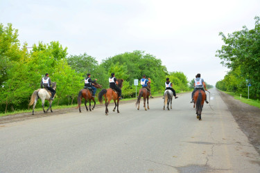 Ağstafada 28 May Müstəqillik Gününə həsr olunmuş yorğa atların yarışı üzrə regional birincilik keçirilib