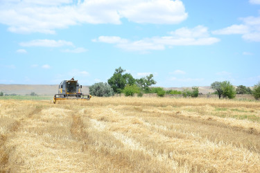 Ağstafada taxıl biçini işləri sürətlə davam edir