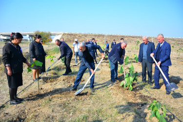 Ağstafada 8 Noyabr – Zəfər Gününün beşinci ildönümünə həsr olunmuş “Vətən nəfəsi” adlı ağacəkmə aksiyaları təşkil olunub