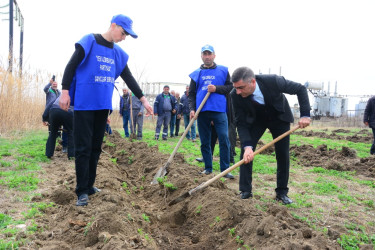 “Heydər Əliyev İli” çərçivəsində Ağstafada növbəti ağacəkmə aksiyası keçirilib