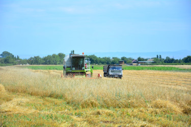 Ağstafada taxıl biçini işləri davam edir