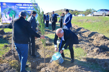 Ağstafalı təhsil işçiləri də “Yaşıl dünya naminə həmrəylik ili” çərçivəsində keçirilən ağacəkmə aksiyasında fəallıq nümayiş etdiriblər