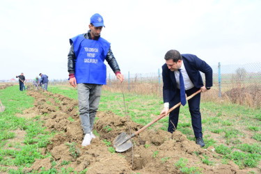 “Heydər Əliyev İli” çərçivəsində Ağstafada növbəti ağacəkmə aksiyası keçirilib