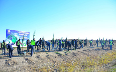 “27 № li Yol İstismarı” Məhdud Məsuliyyətli Cəmiyyətin əmək kollektivi ağacəkmə aksiyasında böyük səylə iştirak edib