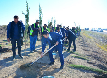 “27 № li Yol İstismarı” Məhdud Məsuliyyətli Cəmiyyətin əmək kollektivi ağacəkmə aksiyasında böyük səylə iştirak edib