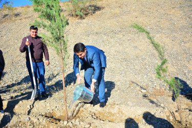 "Yaşıl dünya naminə həmrəylik ili" çərçivəsində növbəti ağacəkmə aksiyaslyaları keçirilib