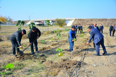 Ağstafada 8 Noyabr – Zəfər Gününün beşinci ildönümünə həsr olunmuş “Vətən nəfəsi” adlı ağacəkmə aksiyaları təşkil olunub