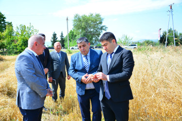 Ağstafada taxıl biçini işləri davam edir